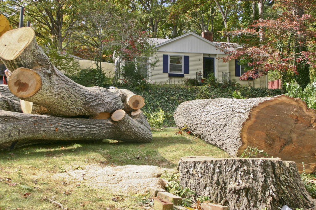 tree removal service