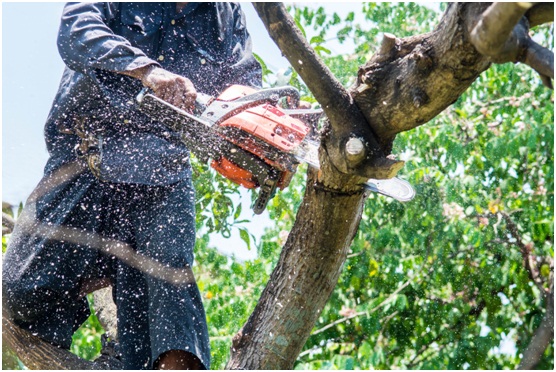 Benefits of Tree Trimming in Orlando