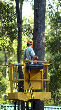 Tree Service in Orlando 