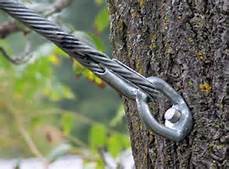 Tree Cabling And Bracing | Tree Safety | Advance Tree Pros