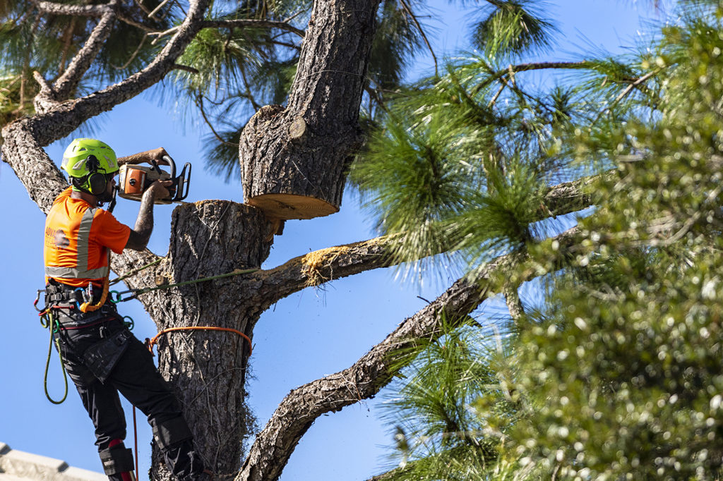 Tree Removal​ Services