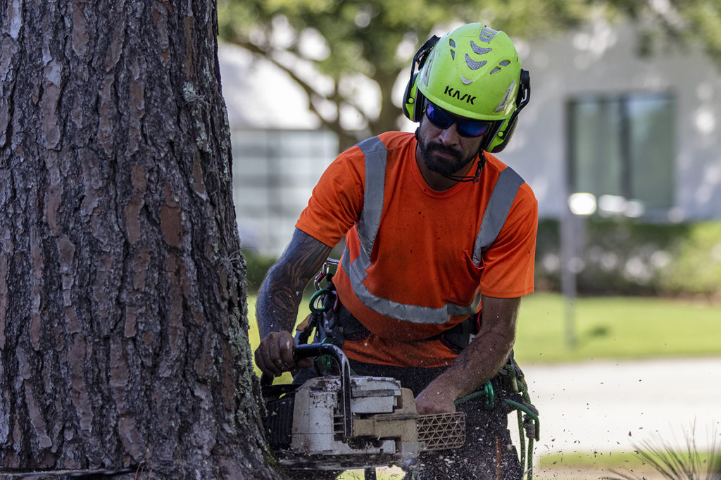 Longwood Tree Removal​ services
