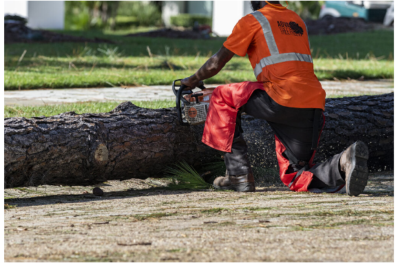 Winter Springs Tree Service Company | Advance Tree Pros
