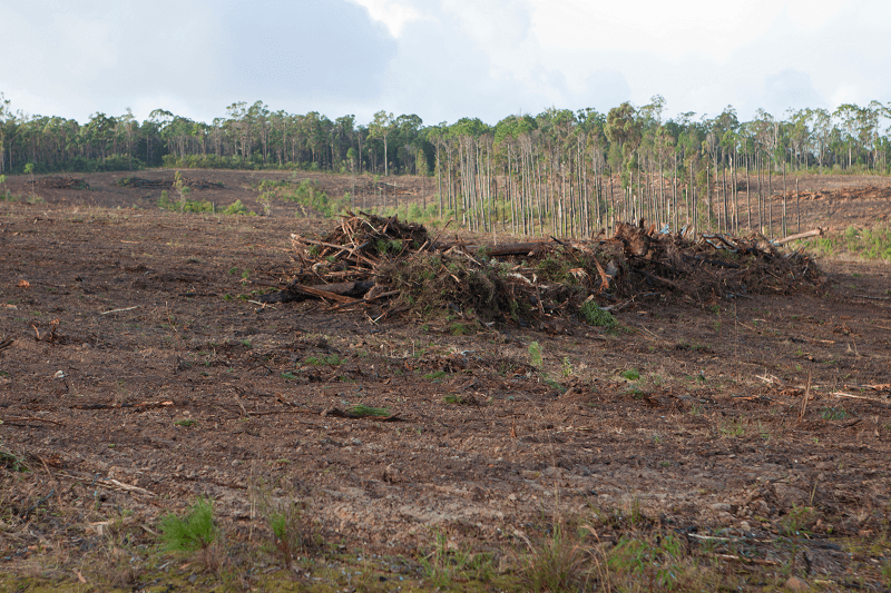Central Florida land clearing service