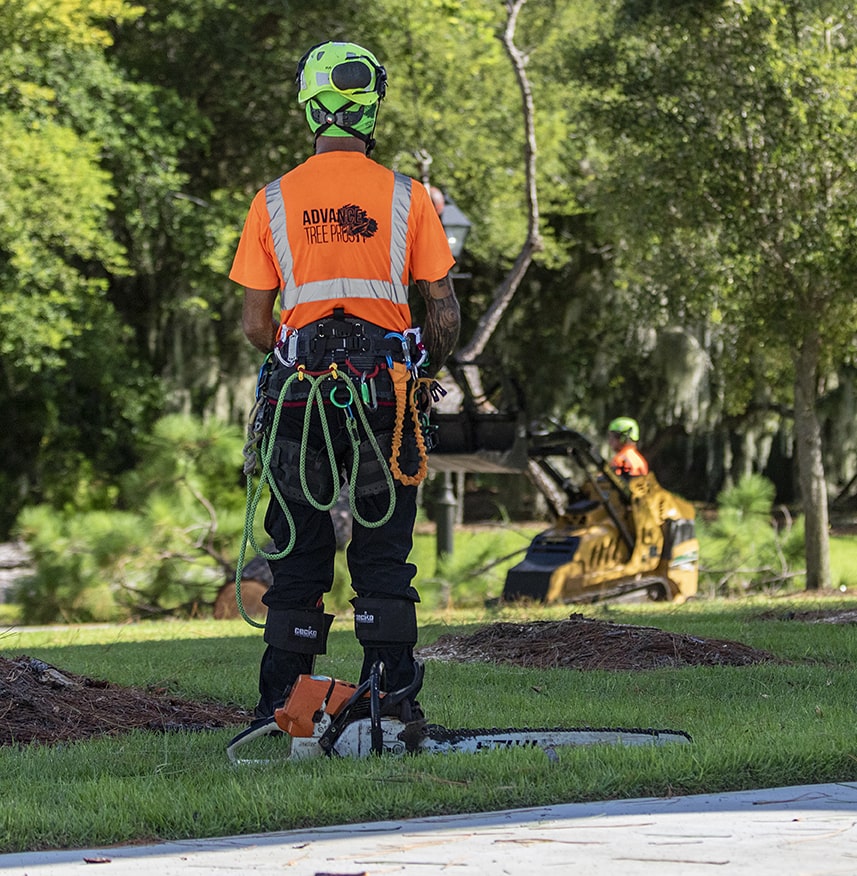 Tree Service Orlando FL Tree Removal Advance Tree Pros
